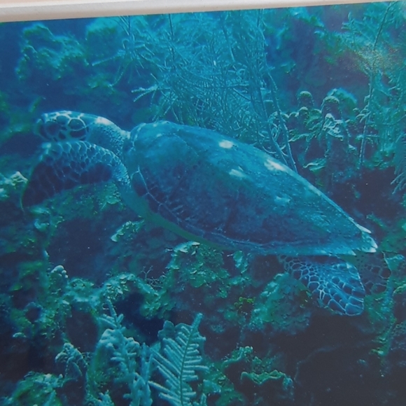 Sea Turtle 2005 photo turquoise picture - Picture 2 of 5